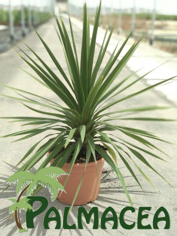 LC_8108_Cordyline_peko_10L