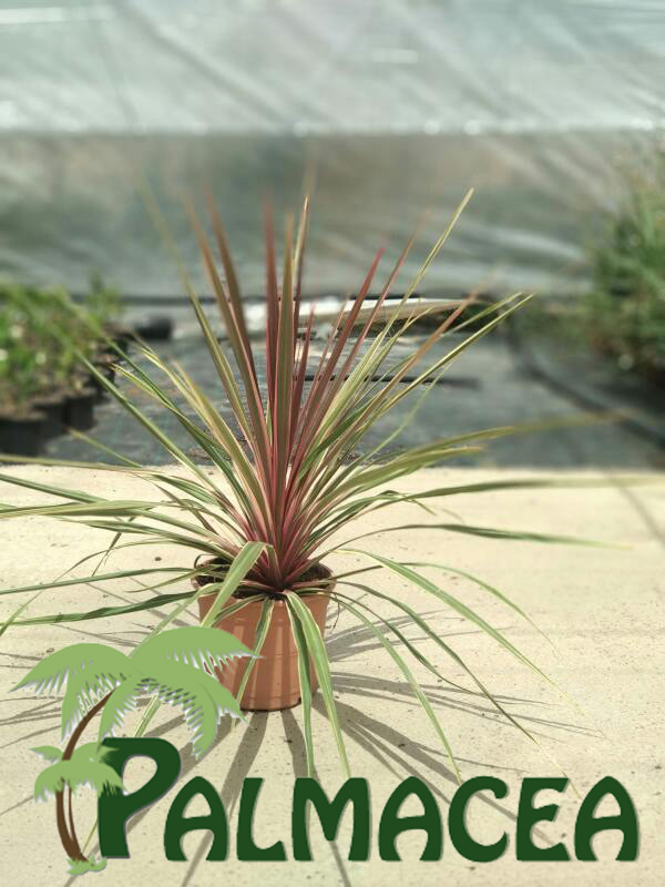 LC_8111_Cordyline_can-can_5L