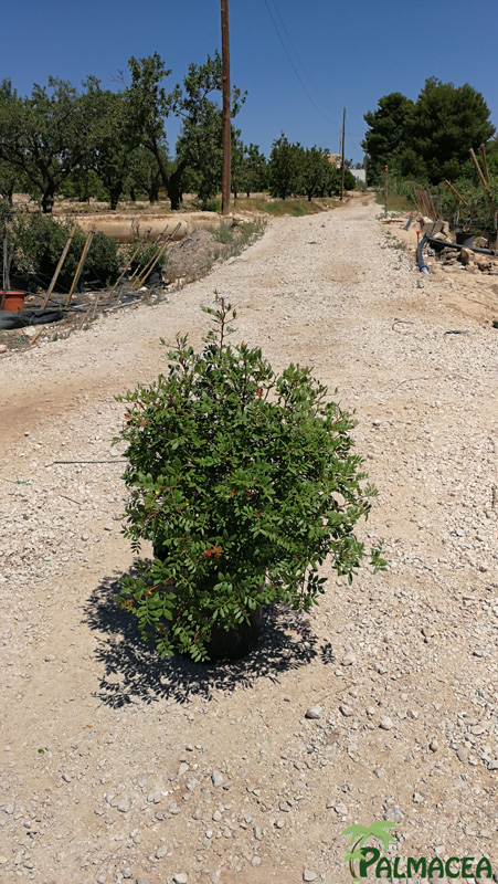 MA 6437 Pistacia lentiscus 10L touffe