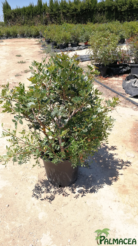 MA 6438 Pistacia lentiscus 15L touffe