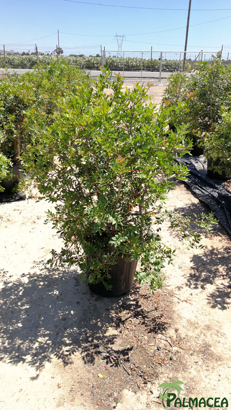 MA 6439 Pistacia lentiscus 25L touffe