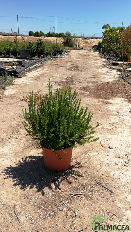 MA 6550 Myrtus communis Tarentina 10L touffe