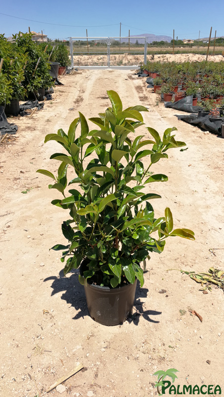 MA 7537 Viburnum lucidum 15L touffe