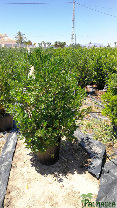 MA 7854 Pittosporum tobira 25L
