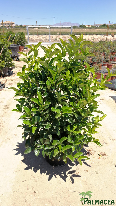 MA 7856 Viburnum lucidum 25L