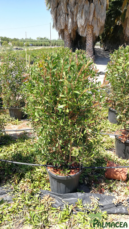 MA 8106 Callistemon citrinus Splendens 25L touffe