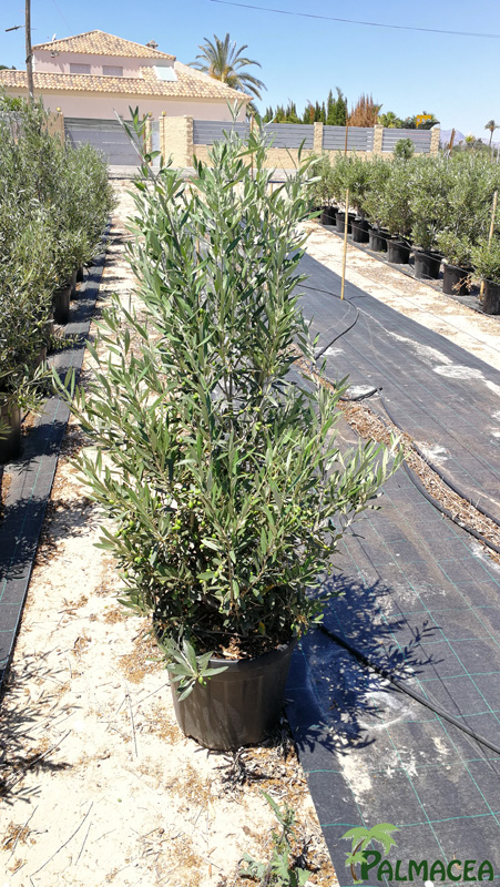 MA 8159 Olea europaea 25L pyramide