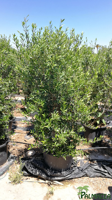 MA 8161 Olea europaea 40/50L pyramide 150/175