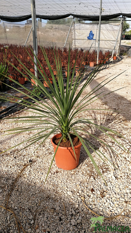 MA 8370 Cordyline indivisa 15L 1 plante