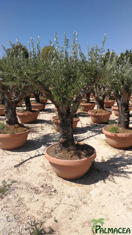 PV 8414 Olea europaea coupe D90 bonsai chiquipata ramificado grand
