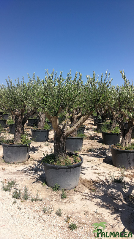 PV 8422 Olea europaea 230L toscane tronc bas ecorce semi vieille 60/80P