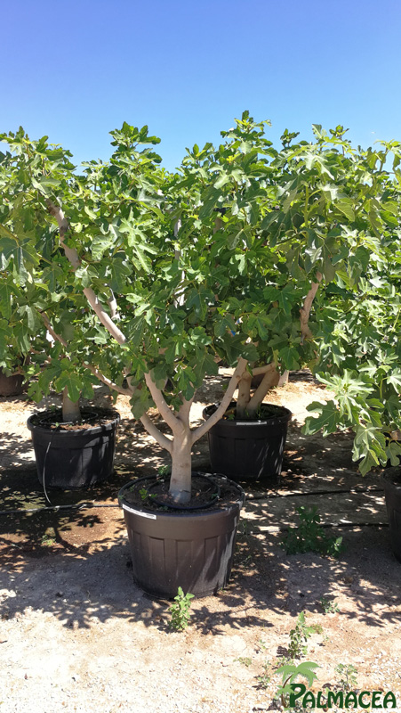 VV 2604 Ficus carica 130L tronc bas 30/40P