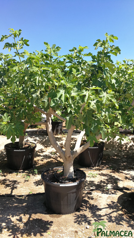 VV 2605 Ficus carica 130L tronc bas 40/50P