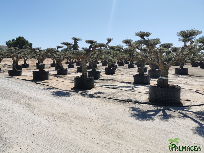 PV 8403 Olea europaea MALLA tronc vieux Zgz nuage etq roja