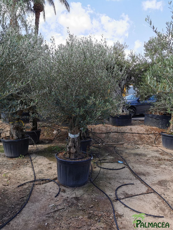 VV 7684 Olea europaea 180L provincial aguadulce 60/80P