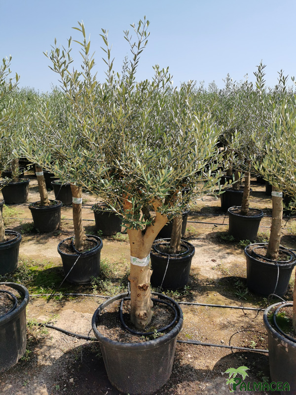 VV 8391 Olea europaea 80/90L provincial ecorce lisse Piel joven ramificado 25/35P