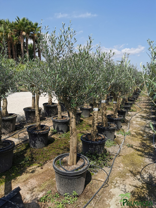 VV 8392 Olea europaea 55L provincial ecorce lisse Piel joven ramificado 20/25P