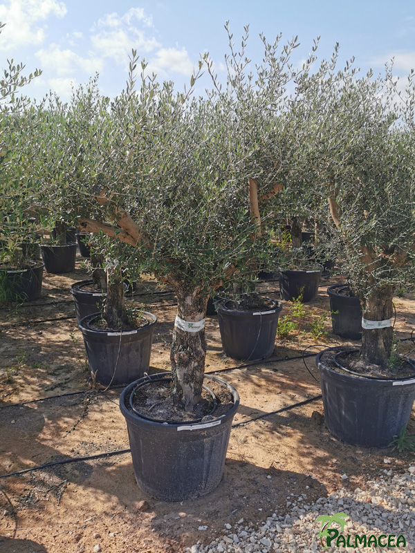 VV 8611 Olea europaea 110/130L provincial 40/60P