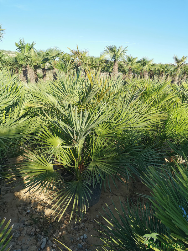 GV 8694 Chamaerops humilis 110L tronc forme
