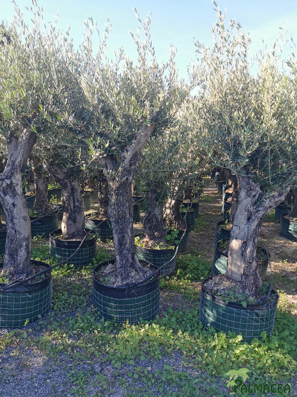 GV 8698 Olea europaea malla bonsai ramificado 60/80P