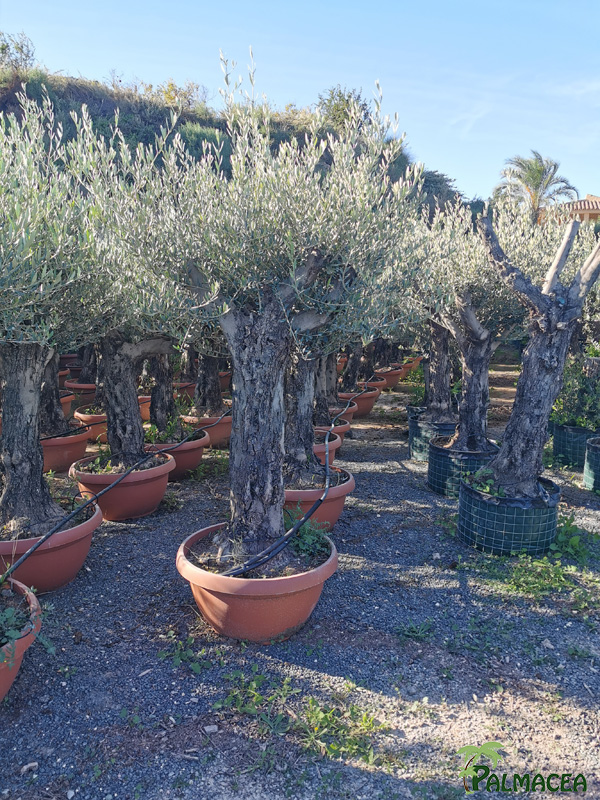 GV 8699 Olea europaea coupe bonsai terra cotta D70 vieille ecorce 60/70P