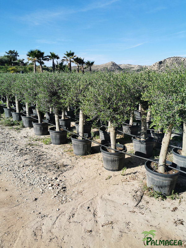 GV 8700 Olea europaea 45L provincial ecorce lisse 20/30P