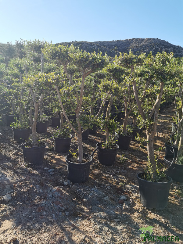GV 8702 8703 Olea europaea 45L 55L nuage