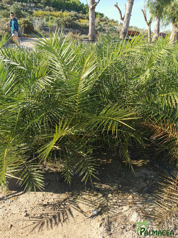 GV 8704 Phoenix canariensis 30L