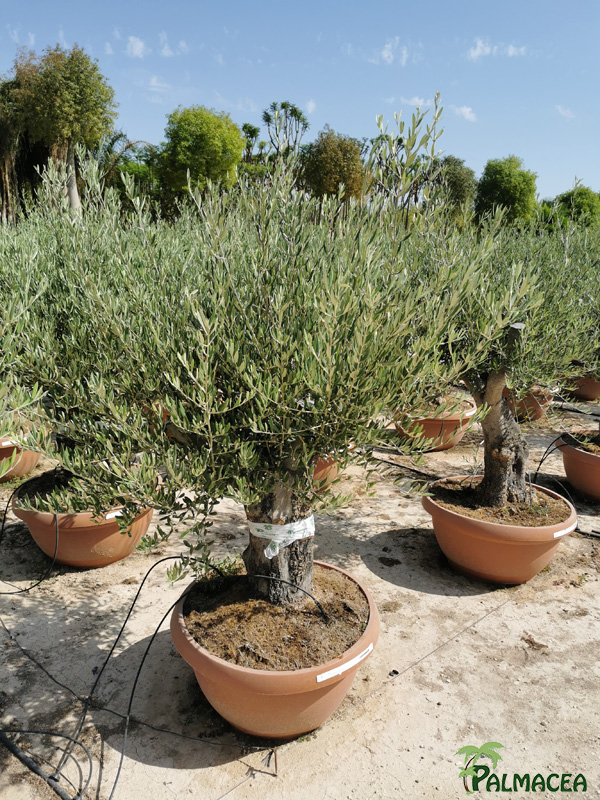 PV 8412 Olea europaea coupe bonsai terra cotta D70 bonsai chiquipata ramificado bajo PET