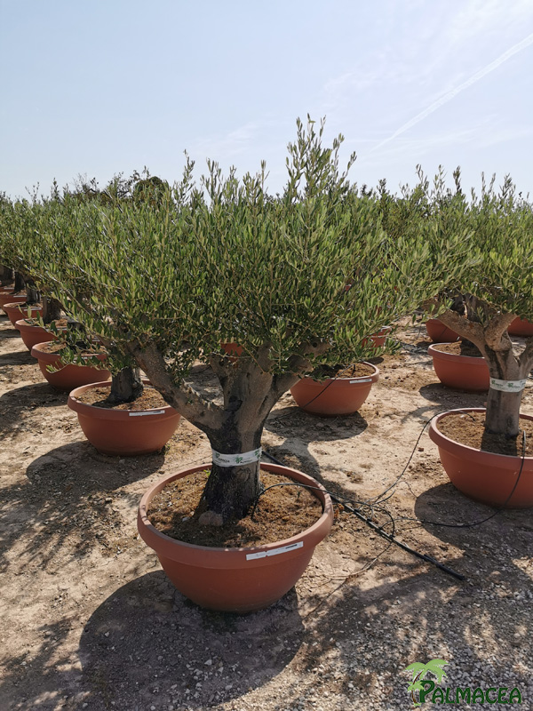 PV 8413 Olea europaea coupe bonsai terra cotta D90 bonsai chiquipata ramificado bajo MED