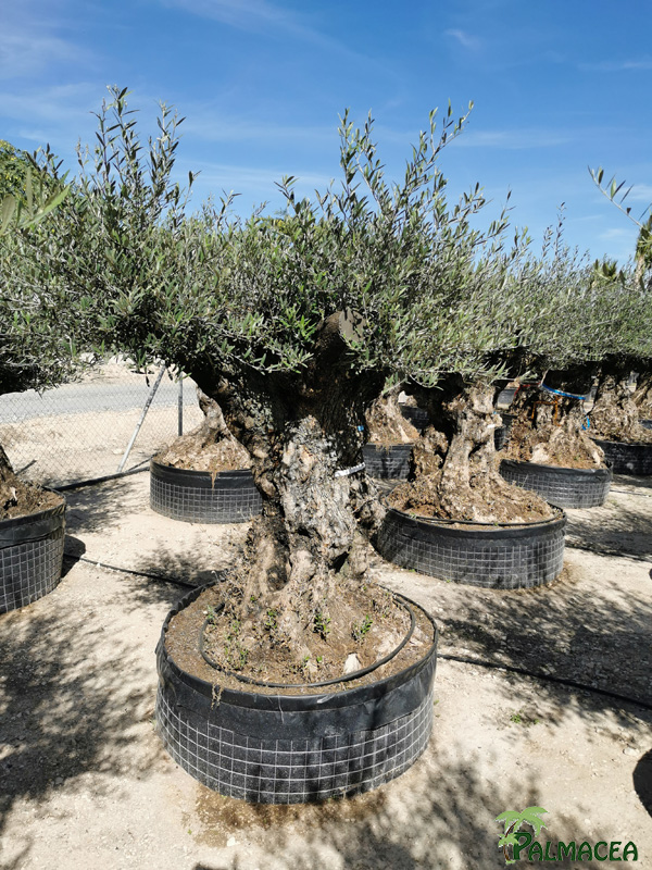 PV 8418 Olea europaea MALLA bonsai pata etq azul
