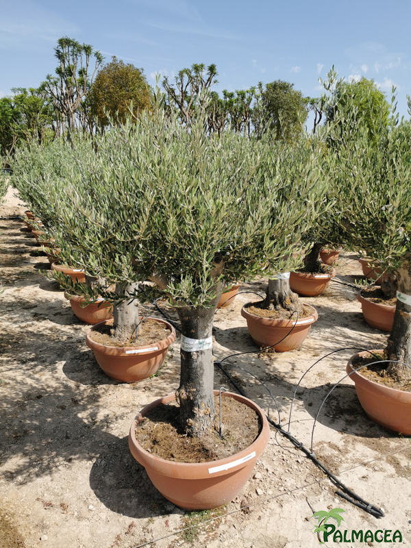 PV 8571 Olea europaea coupe bonsai terra cotta D70 bonsai chiquipata ramificado alto PET