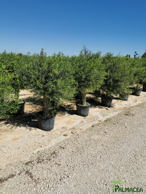 PV 8602 Olea europaea 45L provincial ecorce lisse 25/30P