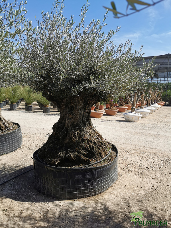 PV 8676 Olea europaea MALLA bonsai pata 2etq azul
