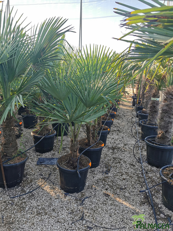 VV 2612 Trachycarpus fortunei 45L stipe 30/40T