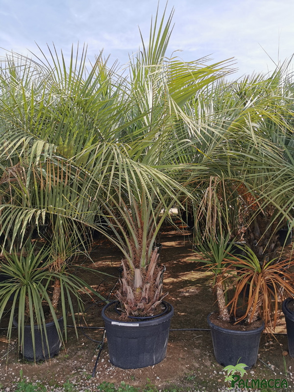 VV 386 Butia capitata 130/180L stipe 40/60T