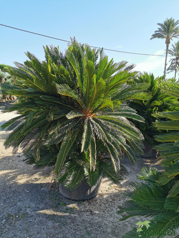 VV 7154 Cycas revoluta tipo 3 180/230L