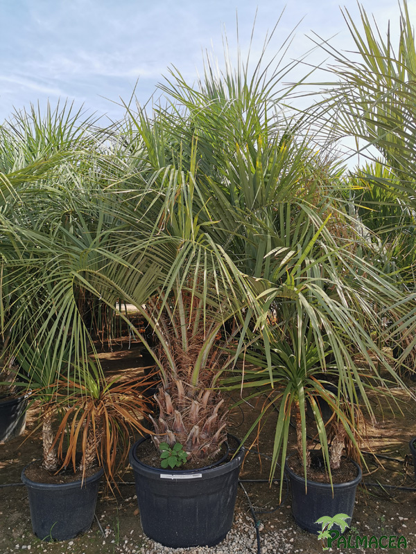 VV 8574 Butia capitata 130/180L stipe 60/80T