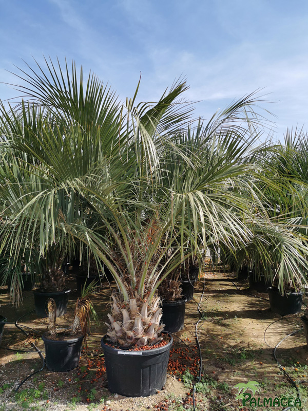 VV 8575 Butia capitata 180L stipe 80/100T
