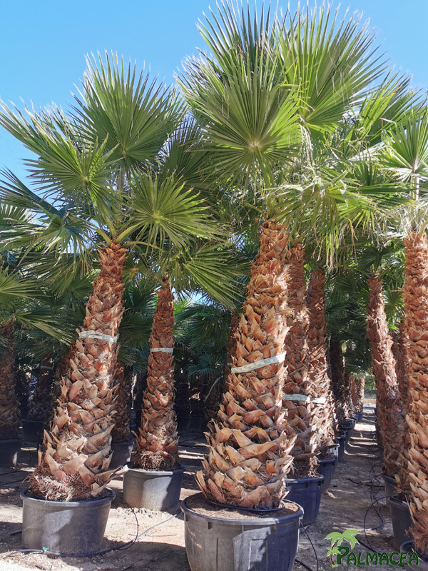 VV 8706 Washingtonia robusta hybride CTR stipe 200/500T