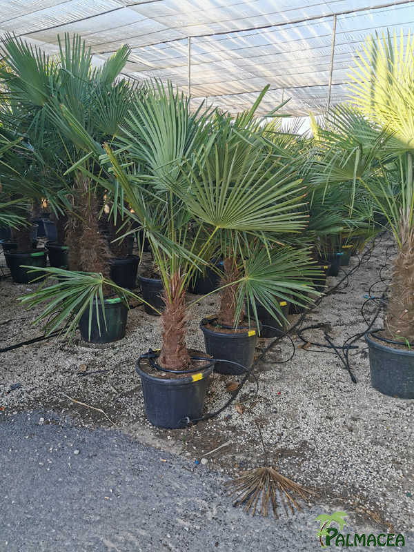 VV 97 Trachycarpus fortunei 45L stipe 40/60T