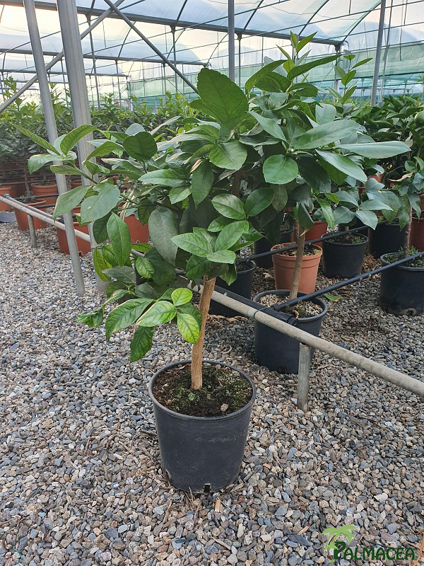 AG 1450 Citrus bergamotte 5L cespuglio