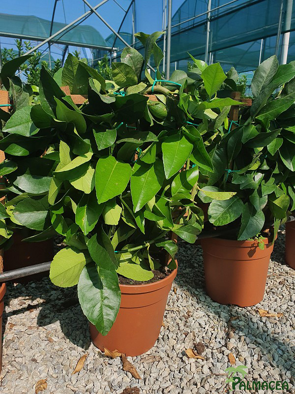 AG 200 Citrus limon 3L spalliera
