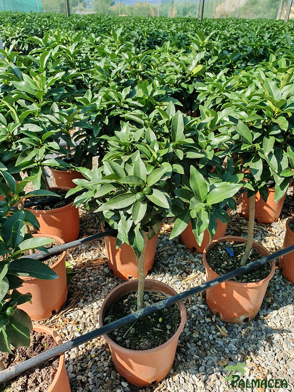 AG 205 CItrus Kumquat 3L cespuglio