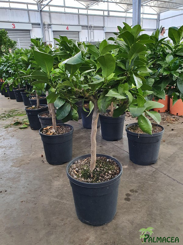 AG 206 Citrus limon 3L cespuglio
