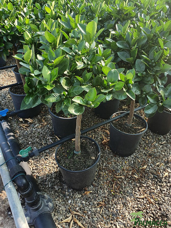AG 207 Citrus mitis 3L cespuglio
