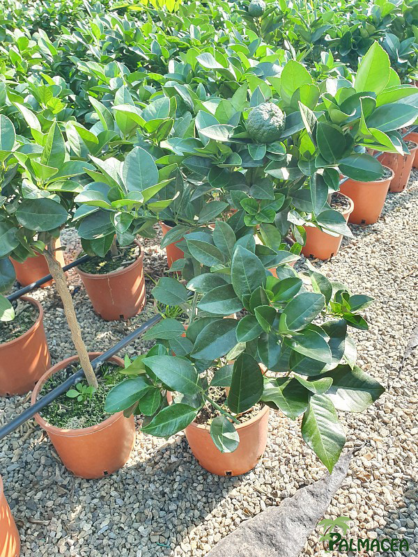 AG 208 Citrus purscha 3L cespuglio