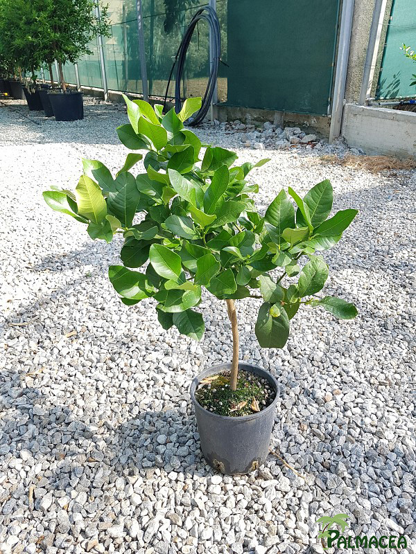 AG 209 Citrus cedra 5L cespuglio