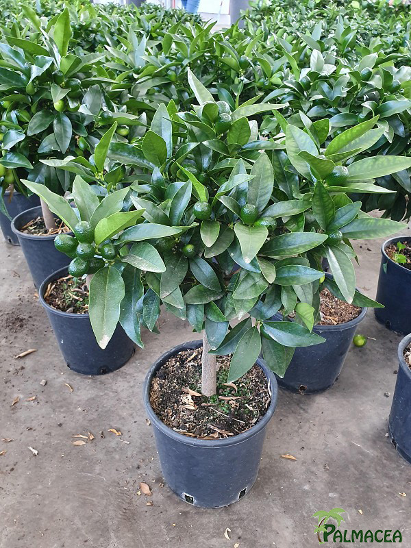 AG 213 Citrus kumquat 5L cespuglio