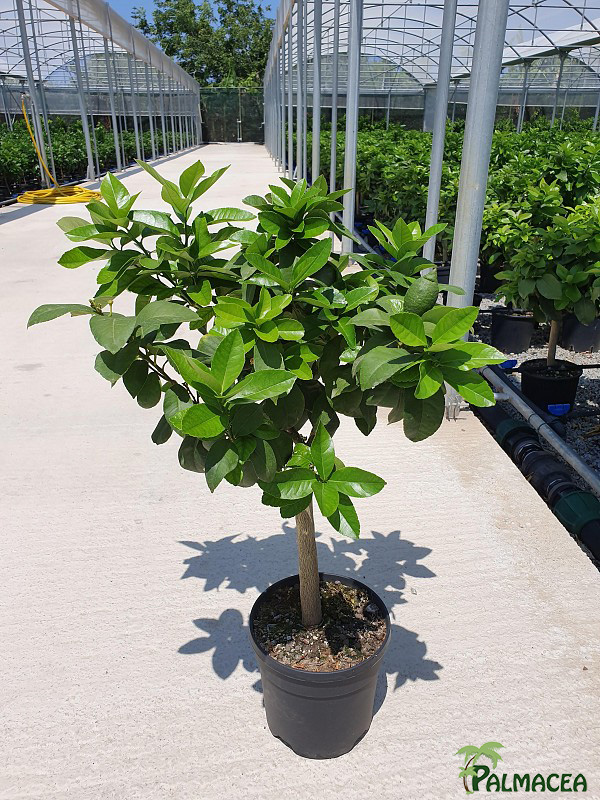 AG 214 Citrus limon 5L cespuglio